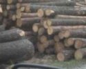 Trunk Timber
